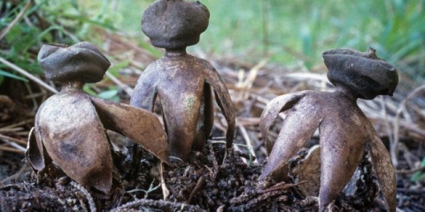 Zasvođena zvijezda: fotografija i opis, upotreba